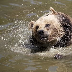 Brown Bear -Ursus arctos-, Neuschoenau wildlife enclosure, Bavarian Forest, Bavaria, Germany, Europe, PublicGround