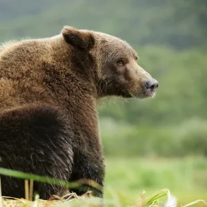 Brown Bear -Ursus arctos- sitting in the grass, Katmai National Park, Alaska