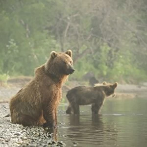 Brown Bears -Ursus arctos-, adult female with young, on the lakeshore in the early morning, Kurile Lake, Kamchatka Peninsula, Russia