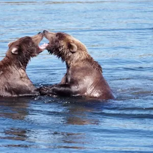 Deux ours bruns (Ursus arctos), se battant dans l'eau. Deux ours bruns (Ursus arctos), se battant dans l'eau.