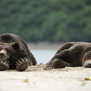 Two Brown Bears -Ursus arctos- sleeping next to each other in the sand, Katmai National Park, Alaska