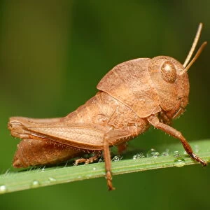 Brown Grasshopper nymph