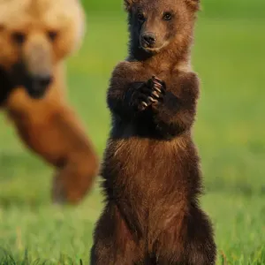 Ouris brun d'ours grizzli (Ursus arctos) se tenant debout devant sa mère. Ouris brun d'ours grizzli (Ursus arctos) se tenant debout devant sa mère.