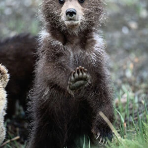 Brown (grizzly) bear, Ursus Arctos, spring, cub on hind legs, stretching front paw
