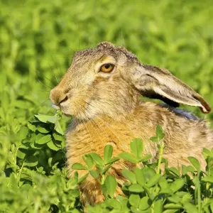 Brown hare -Lepus europaeus- sitting in clover, Burgenland, Austria, Europe Brown hare -Lepus europaeus- sitting in clover, Burgenland, Austria, Europe