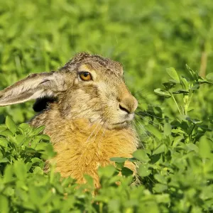 Brown hare print in clover, Burgenland, Austria Brown hare print in clover, Burgenland, Austria