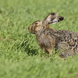 Brown Hare Print, Burgenland Landscape Brown Hare Print, Burgenland Landscape