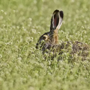 Brown hare -Lepus europaeus- sitting in meadow, Burgenland, Austria, Europe Brown hare -Lepus europaeus- sitting in meadow, Burgenland, Austria, Europe