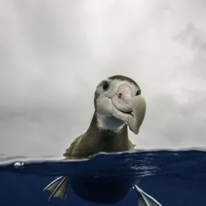 Brown headed albatross sitting on the water