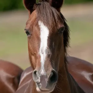 Brown Horse Print Brown Horse Print