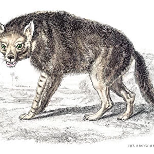 Brown hyena engraving 1840