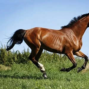 Brown mare, Wielkopolska, Polish warmblooded horse, galloping across a meadow