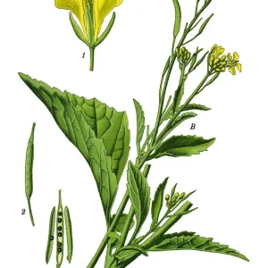 brown mustard, Chinese mustard, Indian mustard, leaf mustard, Oriental mustard, vegetable brown mustard, Chinese mustard, Indian mustard, leaf mustard, Oriental mustard, vegetable