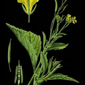 brown mustard, Chinese mustard, Indian mustard, leaf mustard, Oriental mustard, vegetable brown mustard, Chinese mustard, Indian mustard, leaf mustard, Oriental mustard, vegetable