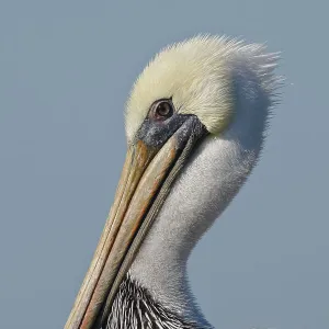 Brown Pelican