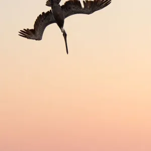 Brown Pelican Diving Print Brown Pelican Diving Print