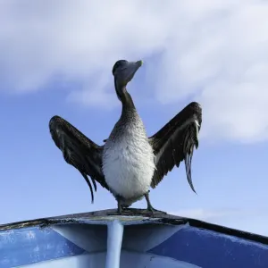Brown pelican drying its wings on the bow of a fishermans boat, Magdalena Bay Brown pelican drying its wings on the bow of a fishermans boat, Magdalena Bay