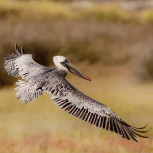 Brown Pelican In Flight