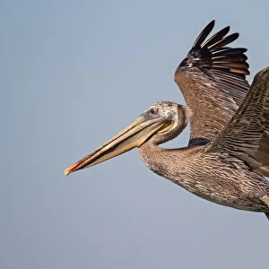 Brown pelican on flight