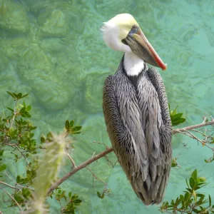 A brown pelican (Pelecanus occidentalis)