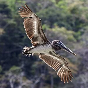 Brown Pelican (Pelecanus occidentalis) in flight, Playa Samara, Samara, Nicoya Peninsula