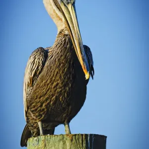 Brown Pelican Perching Print Brown Pelican Perching Print