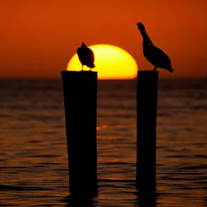 Brown pelicans (Pelecanus occidentalis) on posts at sunset