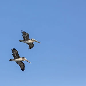 Brown Pelicans -Pelecanus occidentalis-, California, United States