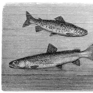 Brown trout and huchen or Danube salmon