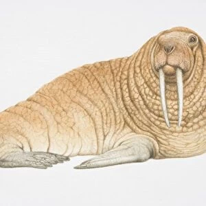 Brown walrus (Odobenus rosmarus) with two large tusks, looking ahead