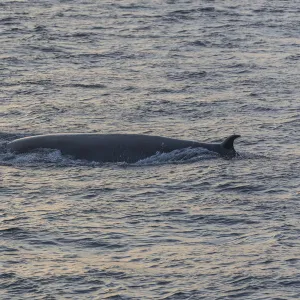 Brydes Whale -Balaenoptera brydei-, San Cristobal Island, Galapagos Islands, Ecuador