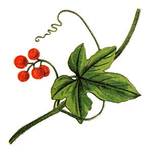 Bryonia dioica, known by the common names red bryony and white bryony, also English