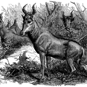 Bubale Antelope in the Zoological Societys Gardens, Illustrated London News Bubale Antelope in the Zoological Societys Gardens, Illustrated London News