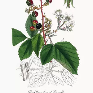Buckthorn-leaved Bramble, Rubus rhamnifolius, Victorian Botanical Illustration, 1863