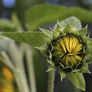 Bud of a sunflower -Helianthus annuus-, emerging