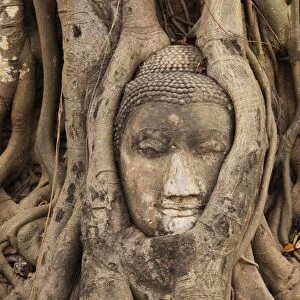 Buddha Head in Tree Roots at the Entrace of Ayutthaya Wat Mahathat