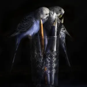 Budgerigars Budgerigars