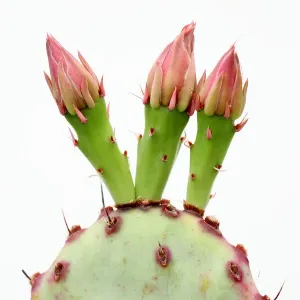 Buds on opuntia cactus Buds on opuntia cactus