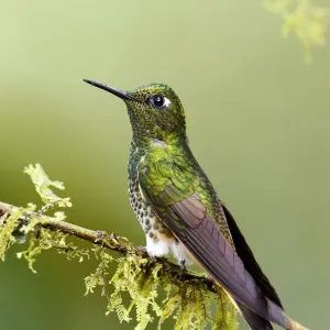 Buff-tailed Coronet (Boissonneaua flavescens)