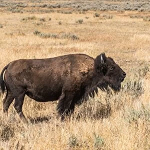 Buffalo - American Bison Yellowstone - Grand Teton National Park