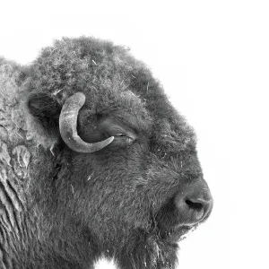 Buffalo in black and white