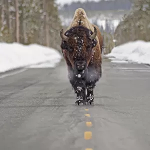 Buffalo walking down the middle of the road in yellowstone national park