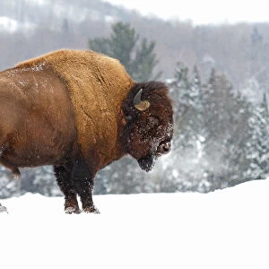 Buffalo in Winter