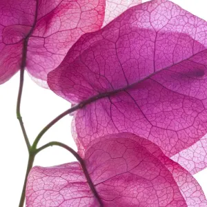 Bougainvillea Purple Royal Print Bougainvillea Purple Royal Print