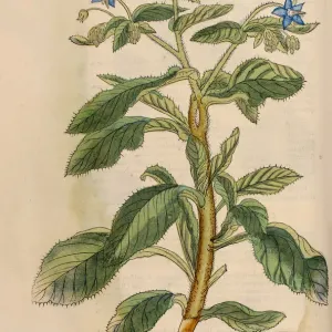 Buglossum hand-painted woodcut print, 16th century Buglossum hand-painted woodcut print, 16th century