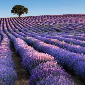 Bulgaria - Juny 2017: Field of lavender in morning light Bulgaria - Juny 2017: Field of lavender in morning light