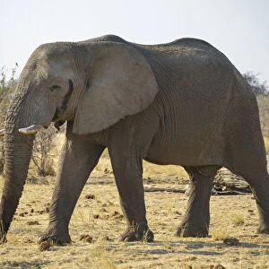 Bull, African Elephant -Loxodonta africana-, Etosha National Park, Namibia
