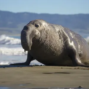 Northern Bull Elephant Seal Print Northern Bull Elephant Seal Print
