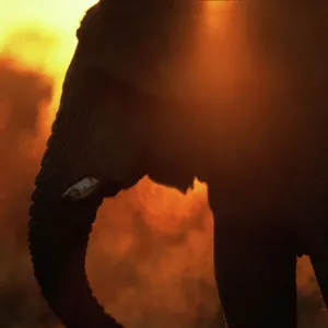 Bull Elephant by Water Hole at Sunset