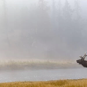 Bull Elk (Cervus canadensis) on foggy morning along Madison River, Yellowstone National Park, Montana, Wyoming, USA
